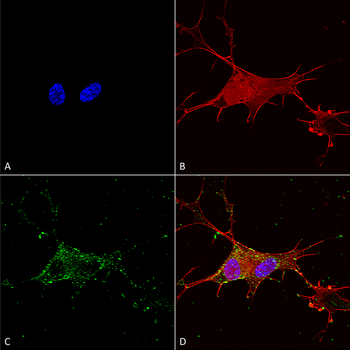Synaptotagmin 7 Antibody (APC)
