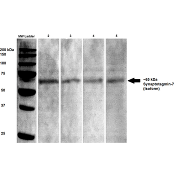 Synaptotagmin 7 Antibody (APC)