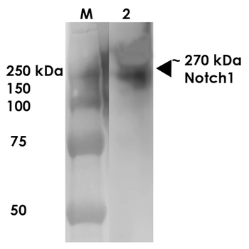 Notch1 Antibody (HRP)