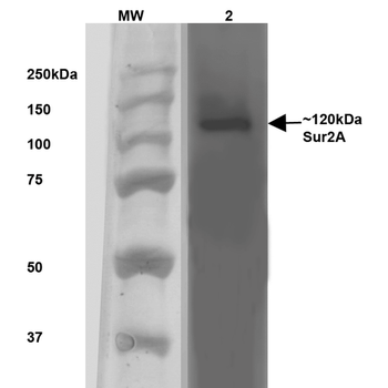 SUR2A Antibody (Biotin)
