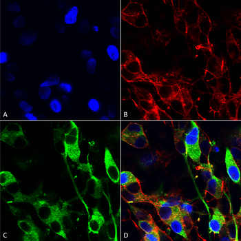 Versican Antibody (APC)