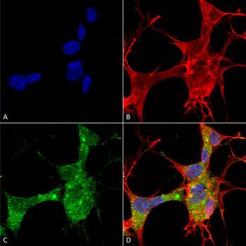 GFAP Antibody (RPE)