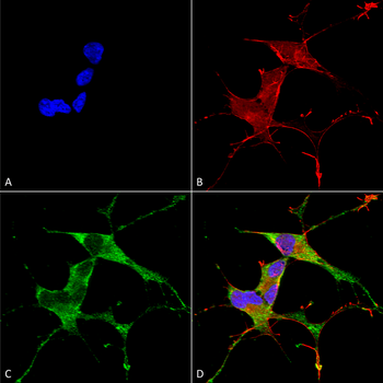 LRRK2 Antibody (PerCP)