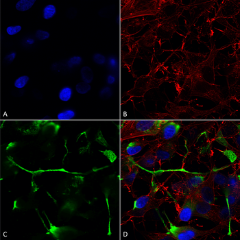 ATF4 Antibody (PerCP)