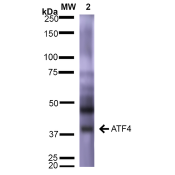 ATF4 Antibody (RPE)