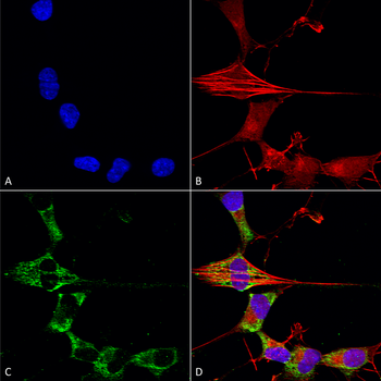 FGF13 Antibody (APC)