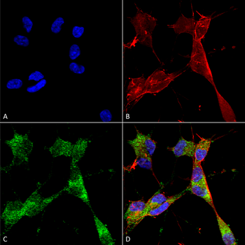 PINK1 Antibody (Biotin)