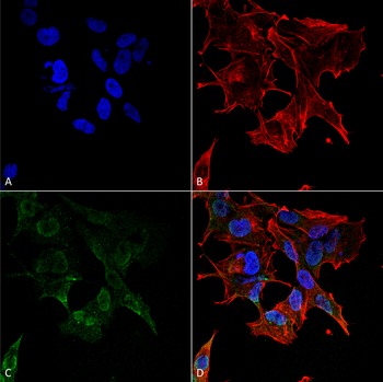 Protocadherin Gamma Antibody (HRP)