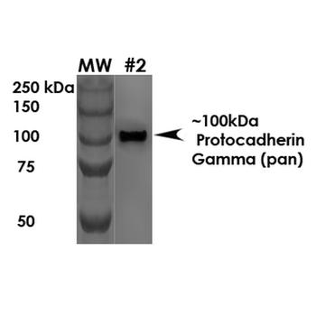 Protocadherin Gamma Antibody (HRP)