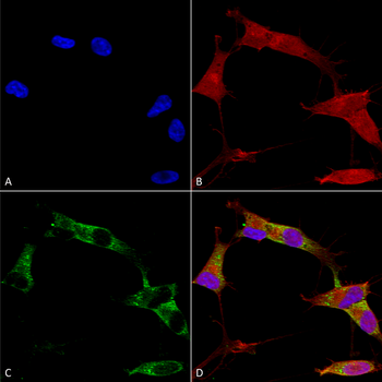 Protocadherin Gamma Antibody (PerCP)