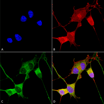 Ataxin 1 Antibody (APC)