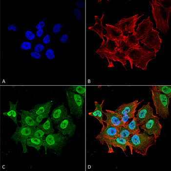 Ataxin 1 Antibody (APC)