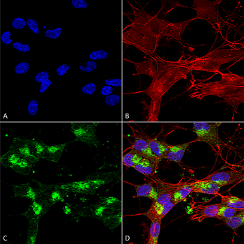 VDAC1 Antibody (Biotin)