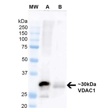 VDAC1 Antibody (Biotin)