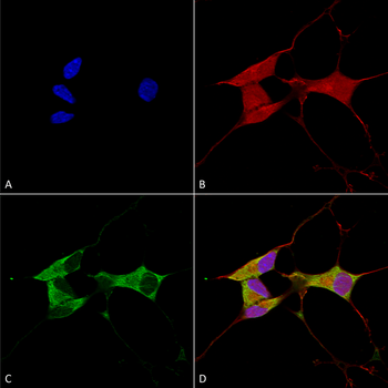 Mitofusin 2 Antibody (RPE)