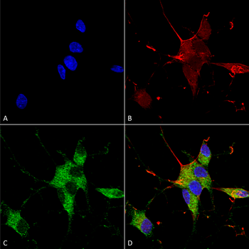 SHANK3 Antibody (HRP)
