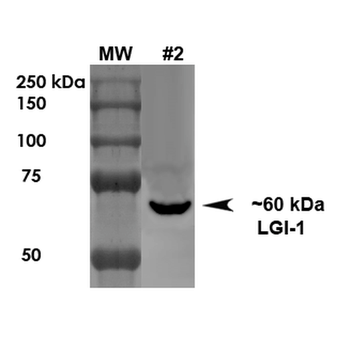 LGI1 Antibody (PerCP)