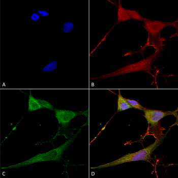 NrCAM Antibody (HRP)
