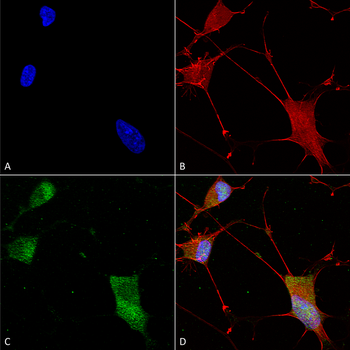 Neuroligin 1 Antibody (APC)