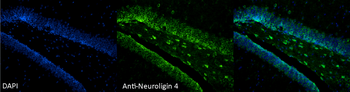 Neuroligin 4 Antibody (Biotin)