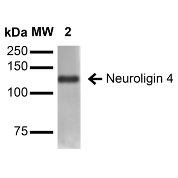 Neuroligin 4 Antibody (Biotin)