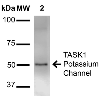 KCNK3 Antibody (Biotin)