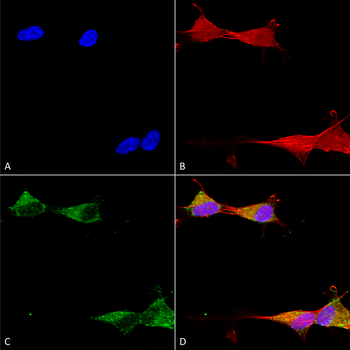 Ataxin 1 Antibody (APC)