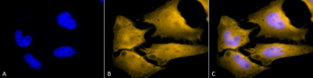 HSF1 Antibody (HRP)