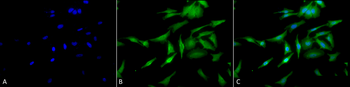 HSF1 Antibody (HRP)