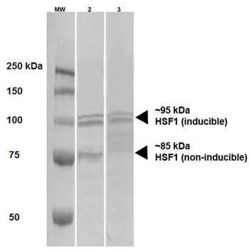 HSF1 Antibody (RPE)
