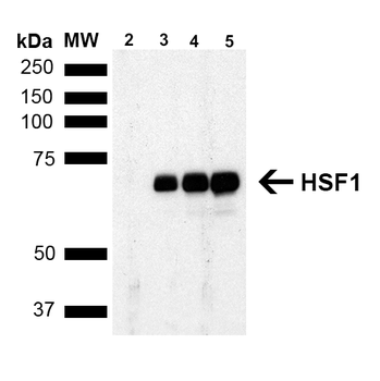 HSF1 Antibody (APC)