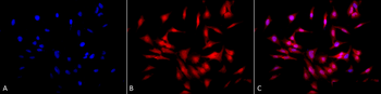 HSF1 Antibody (APC)