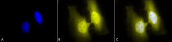 HSF1 Antibody (FITC)