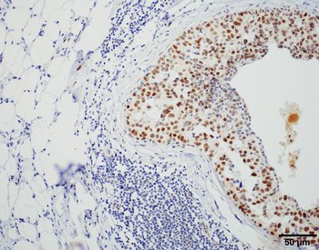 HSF1 Antibody (FITC)