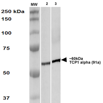 TCP1 alpha Antibody (Biotin)