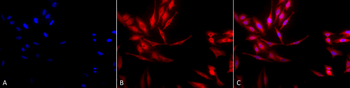 HSP40 Antibody (APC)