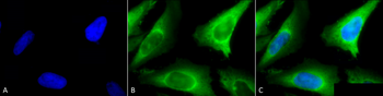 HSP40 Antibody (PerCP)