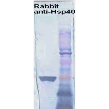 HSP40 Antibody (PerCP)