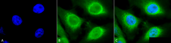 GRP94 Antibody (PerCP)