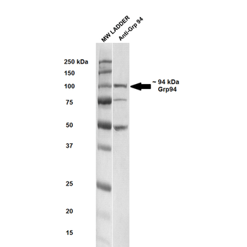 GRP94 Antibody (RPE)