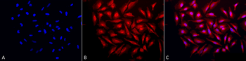 GRP94 Antibody (RPE)