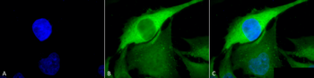HSP70 Antibody (Biotin)