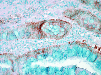 HSP70 Antibody (Biotin)
