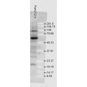 HSP70 Antibody (Biotin)