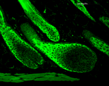 HSP70 Antibody (Biotin)