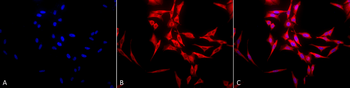 HSP70 Antibody (PerCP)