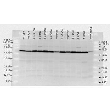 HSP70 Antibody (RPE)