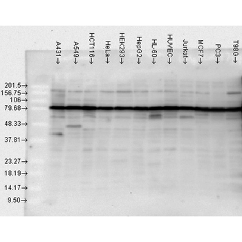 HSP90 Antibody (APC)