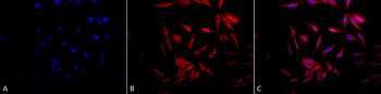 HSP90 Antibody (HRP)