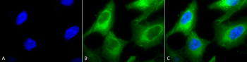 HSP90 Antibody (RPE)